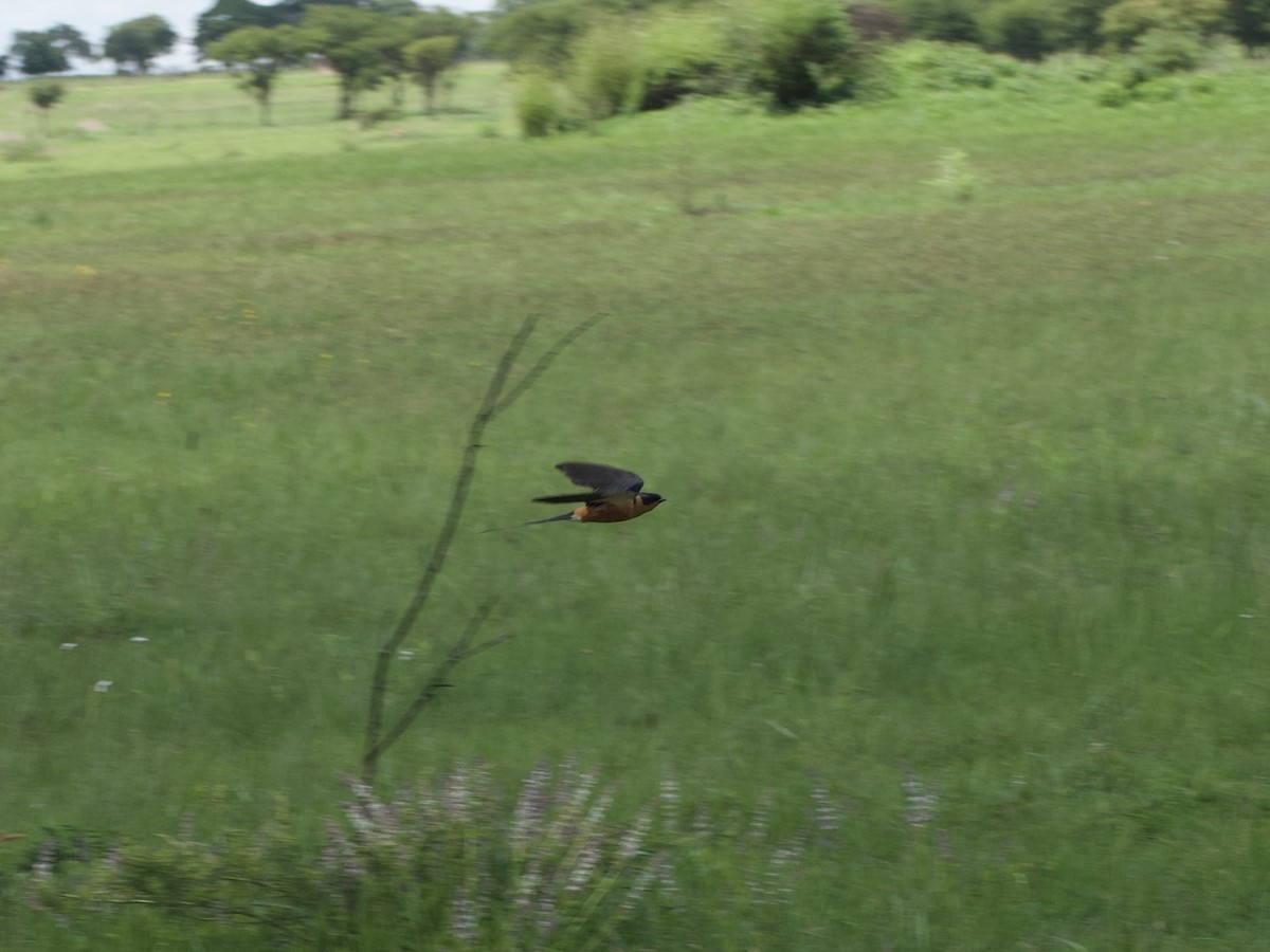 Rufous-chested Swallow - ML646969734