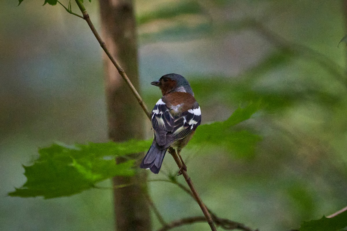 Common Chaffinch - ML646969735