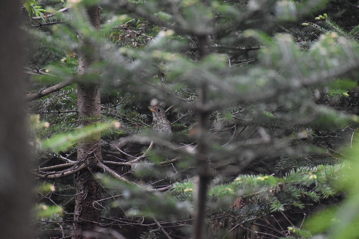 Zorzalito de Bicknell - ML646969736