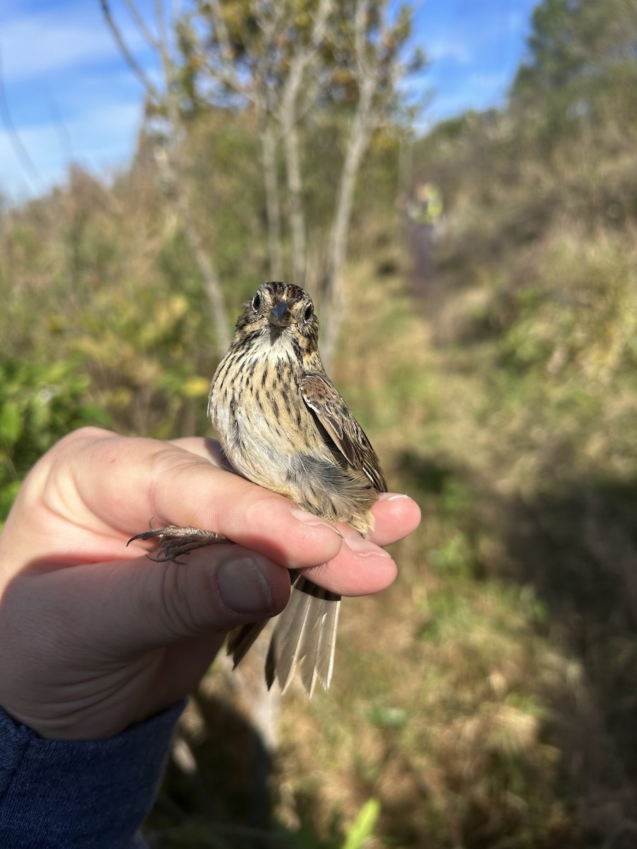 Lincoln's Sparrow - ML646969737