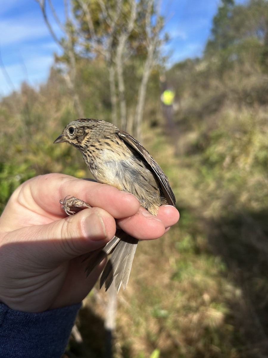 Lincoln's Sparrow - ML646969738