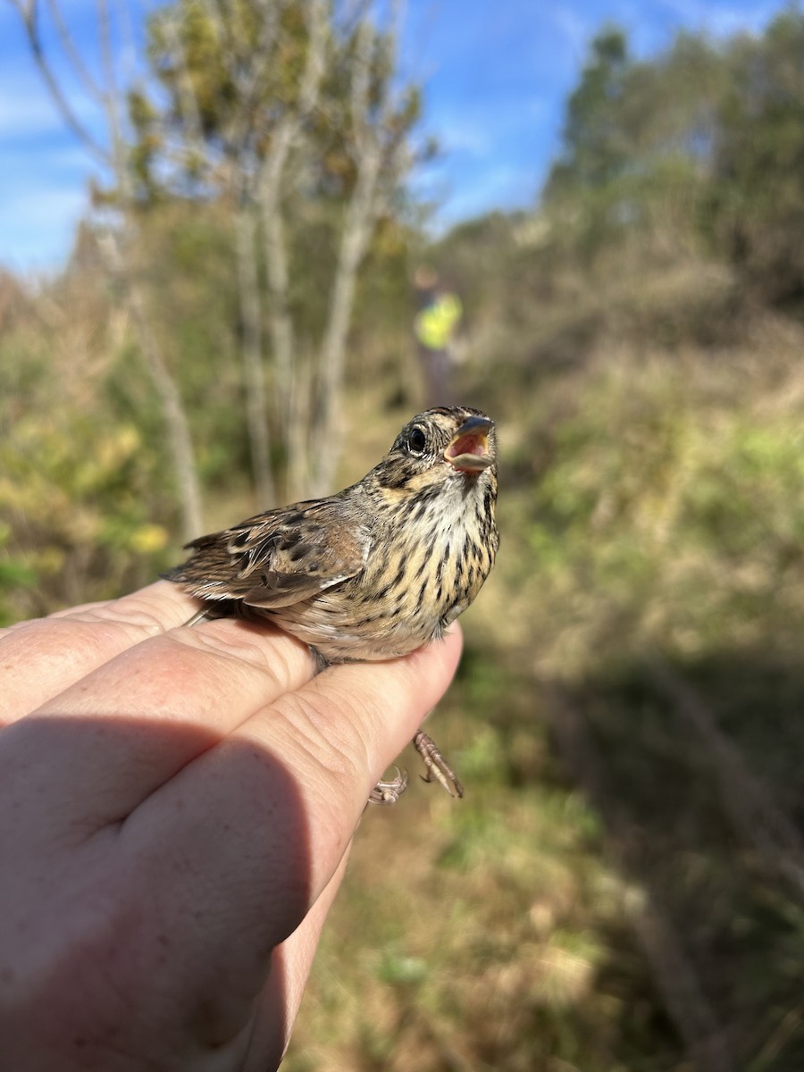 Lincoln's Sparrow - ML646969739