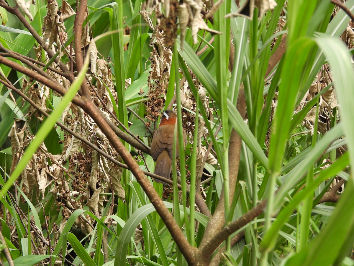 Taiwan Scimitar-Babbler - ML646969740