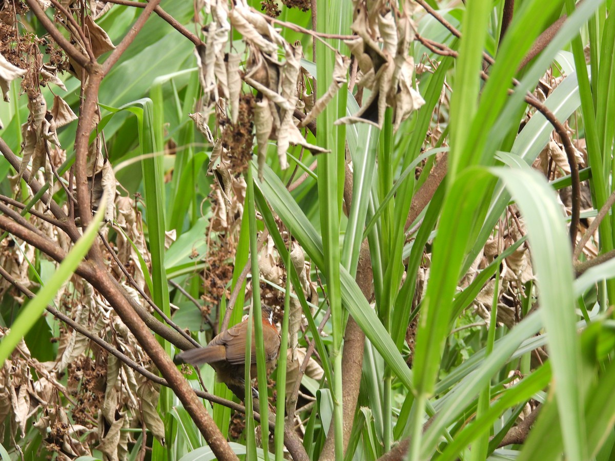 Taiwan Scimitar-Babbler - ML646969741