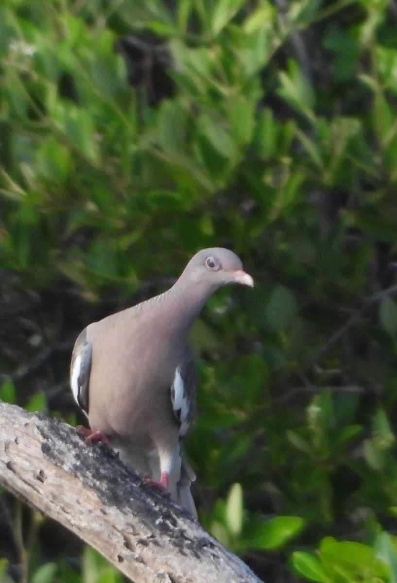 Bare-eyed Pigeon - ML646969742