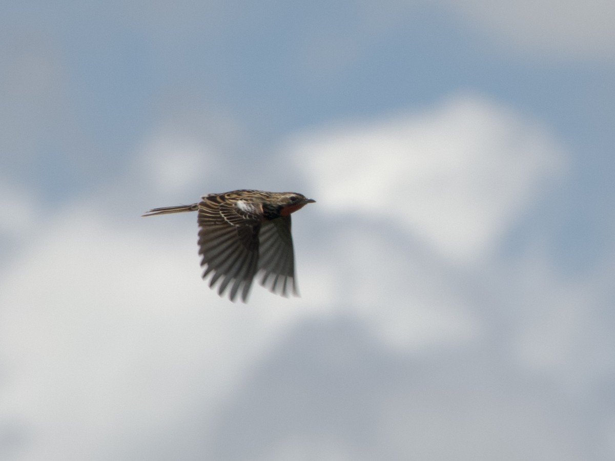 Rosy-throated Longclaw - ML646969744