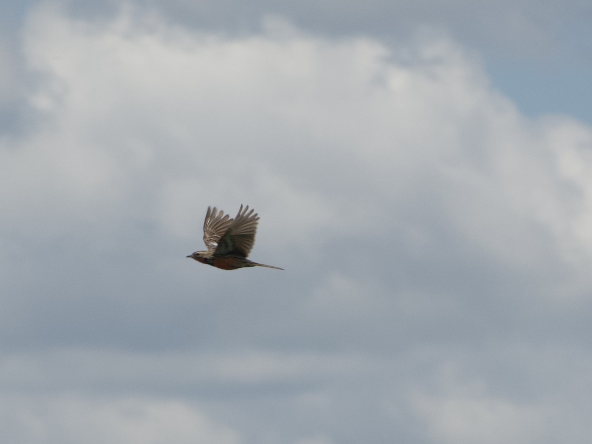 Rosy-throated Longclaw - ML646969745