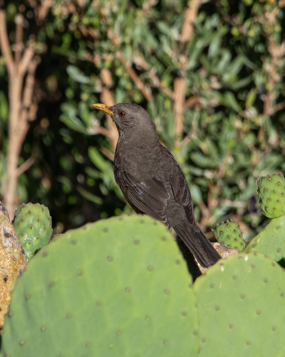 Chiguanco Thrush - ML646969746