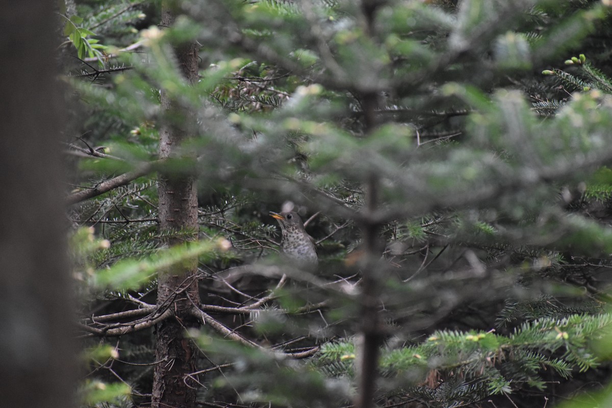 Zorzalito de Bicknell - ML646969747