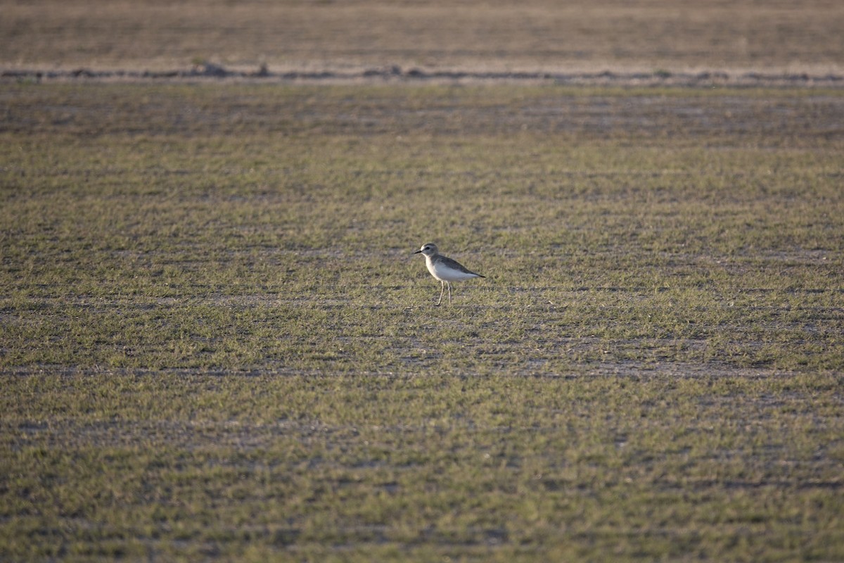 Mountain Plover - ML646969756