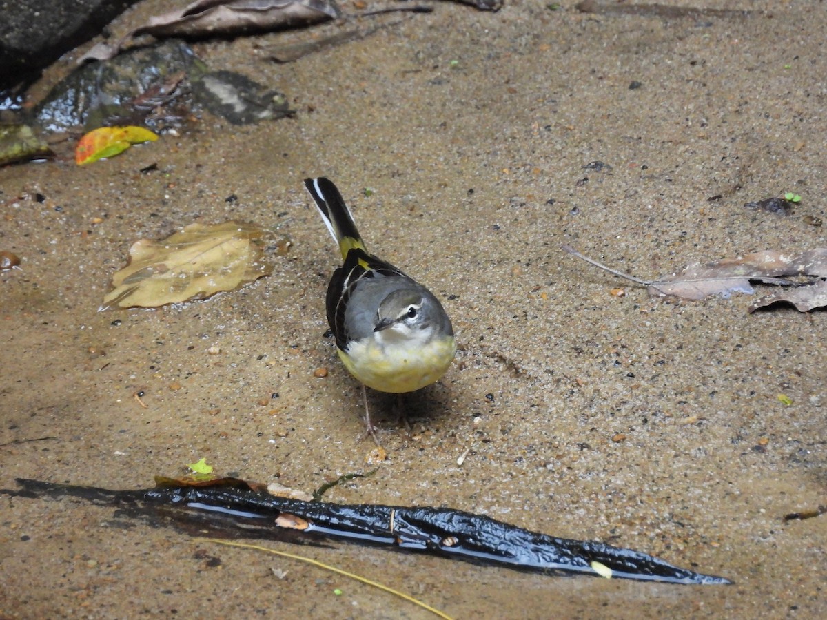 Gray Wagtail - ML646969757