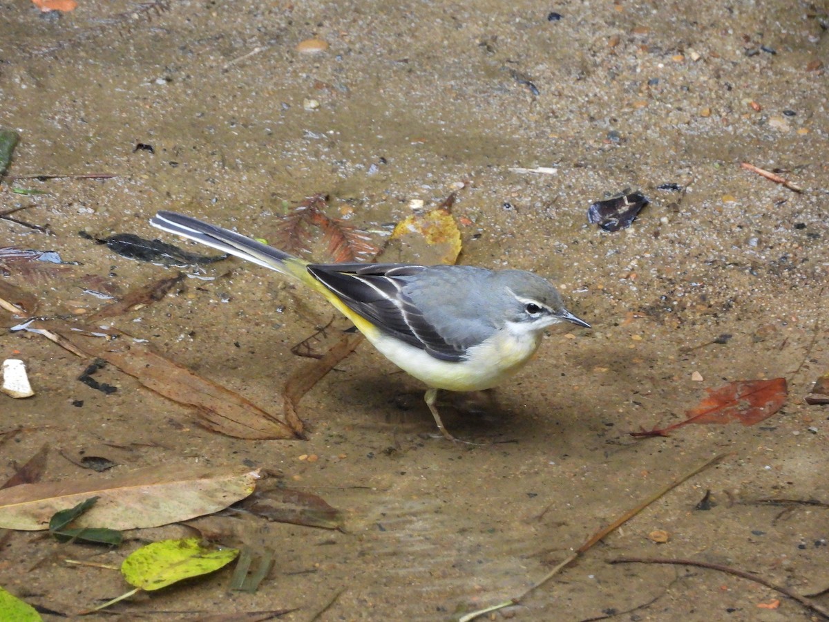 Gray Wagtail - ML646969758