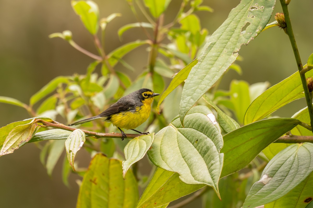 Spectacled Redstart - ML646969759