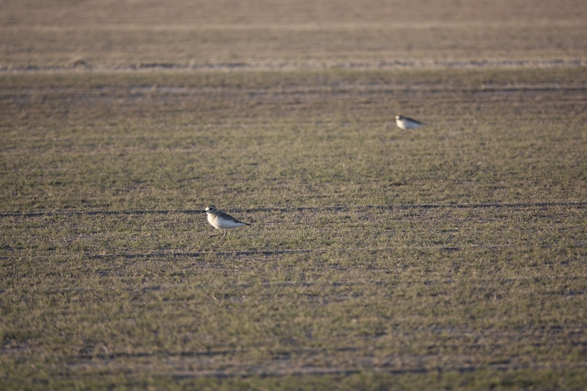 Mountain Plover - ML646969760