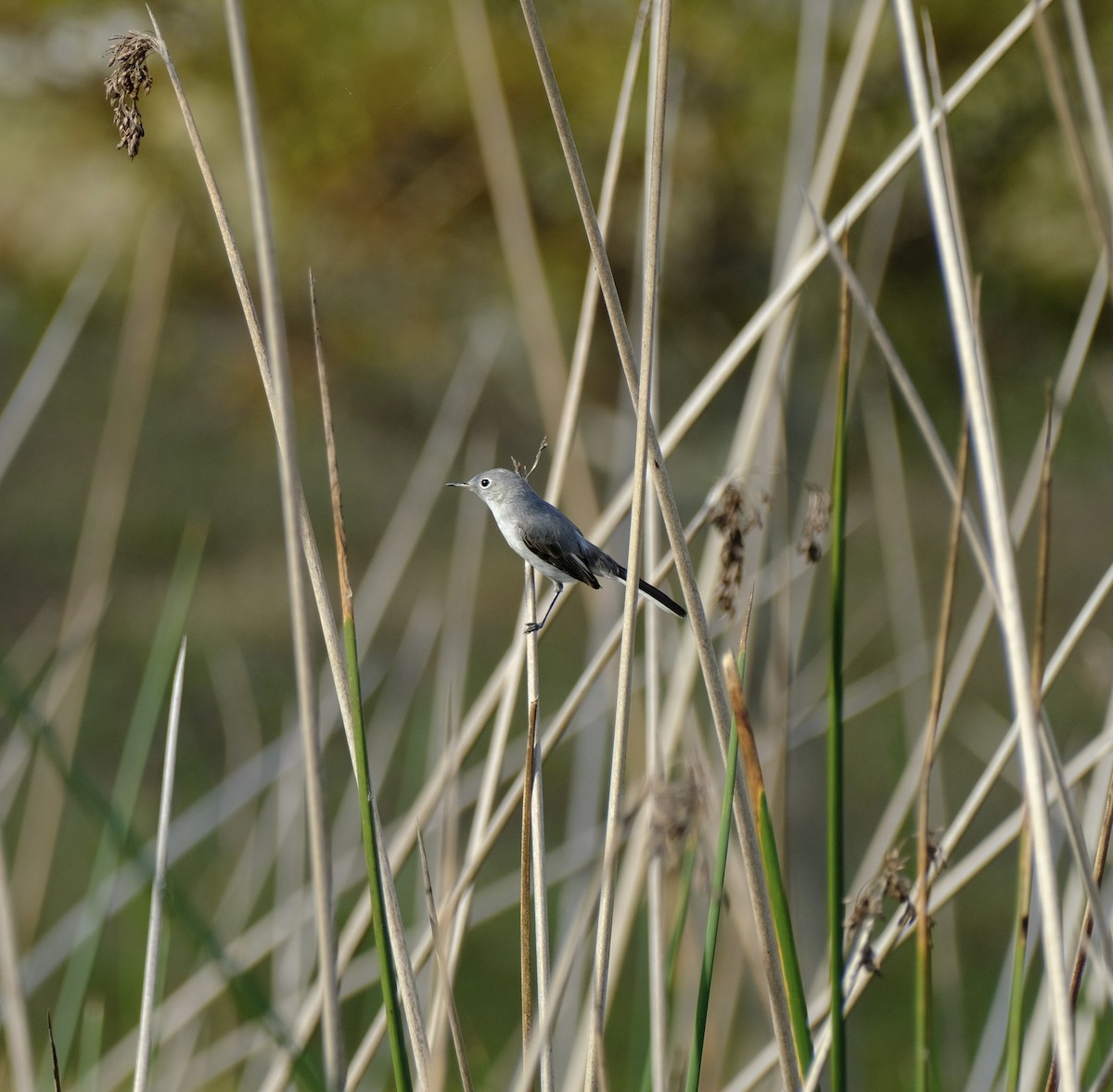 Blue-gray Gnatcatcher - ML646969761