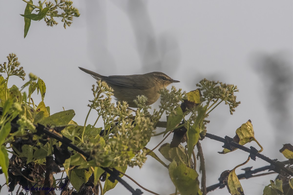 Esmer Çıvgın - ML646969762