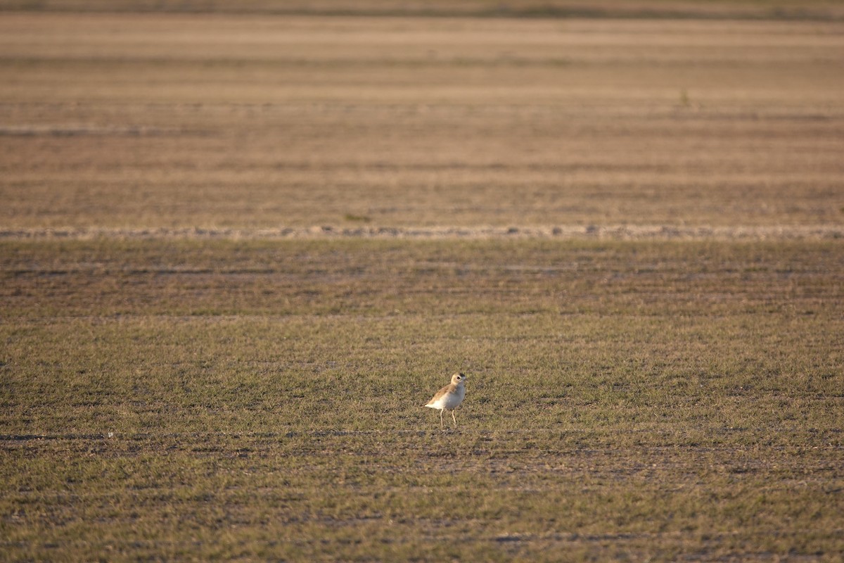 Mountain Plover - ML646969763