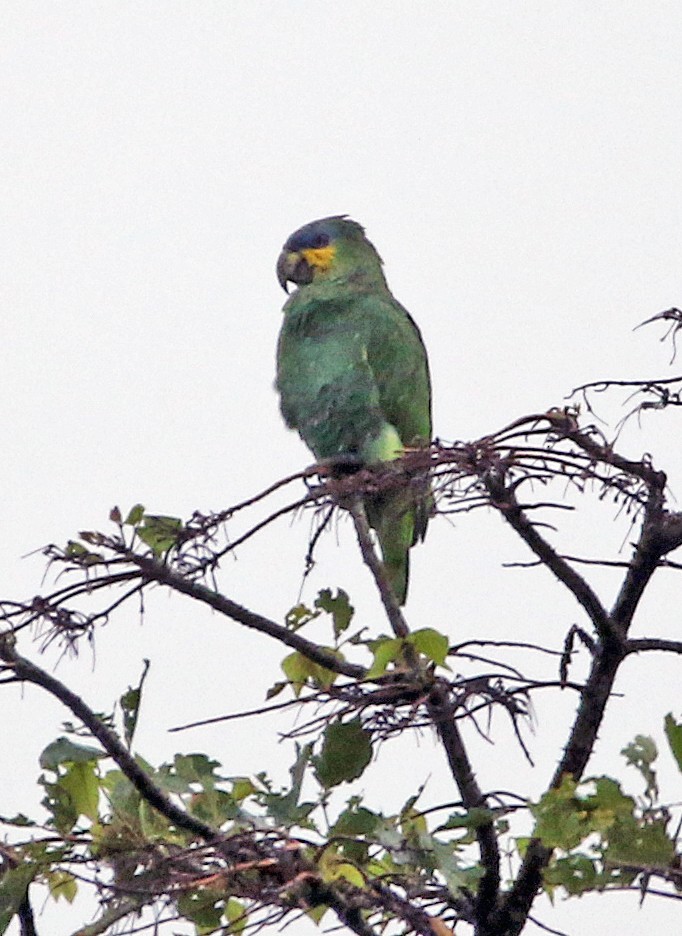 Orange-winged Amazon - ML646969764