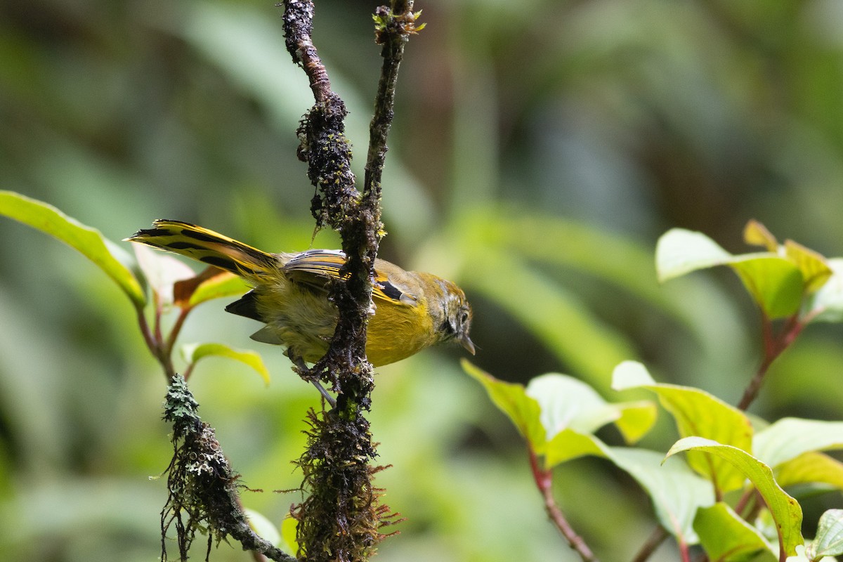 Chestnut-tailed Minla - ML646969773