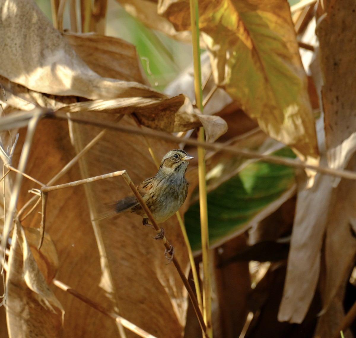 Swamp Sparrow - ML646969788