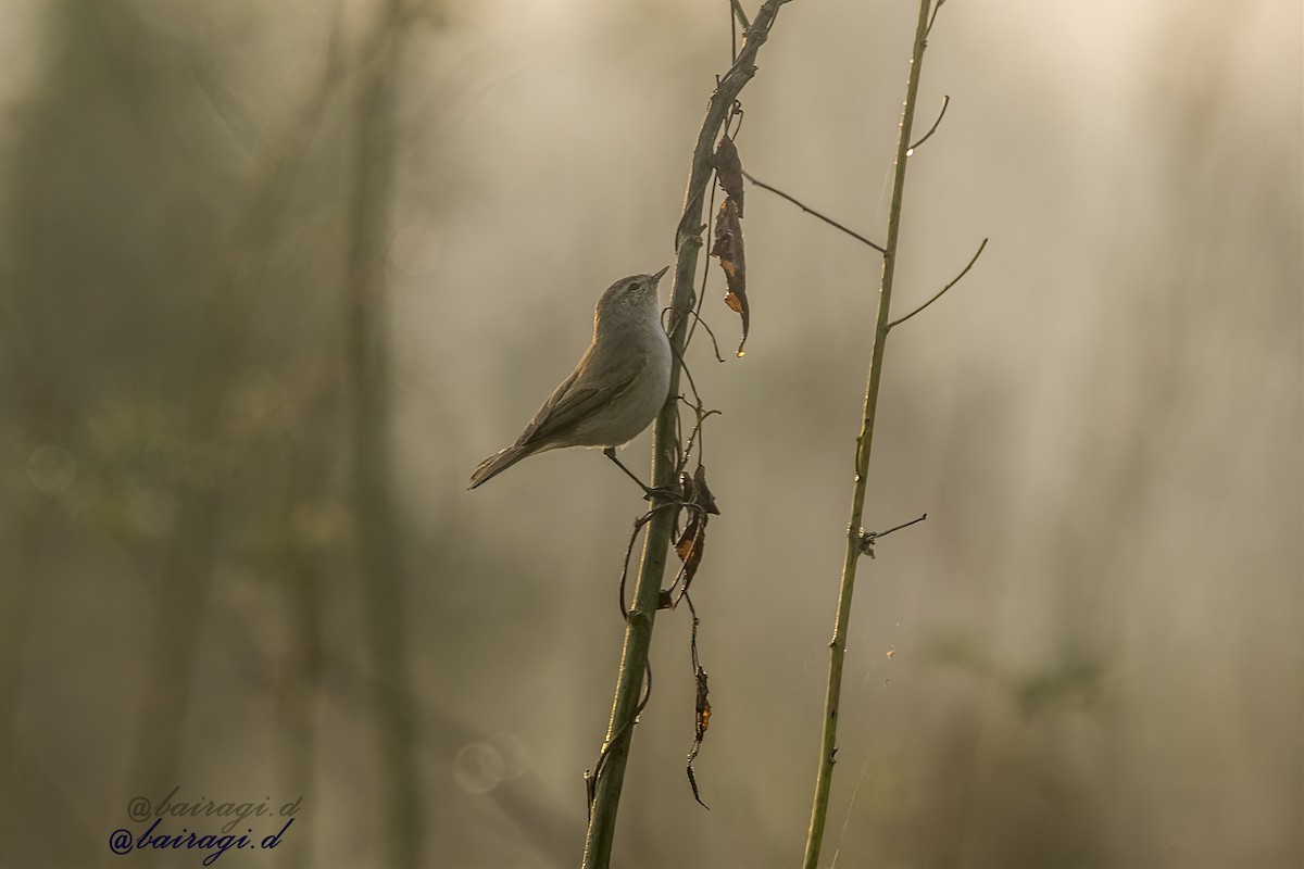 Common Chiffchaff - ML646969789