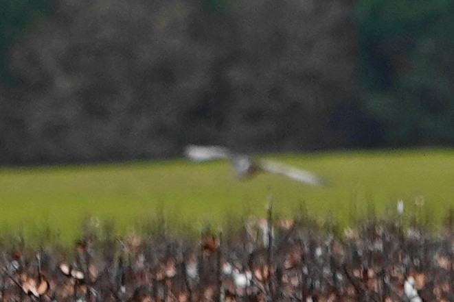 זרון אמריקני - ML646969790