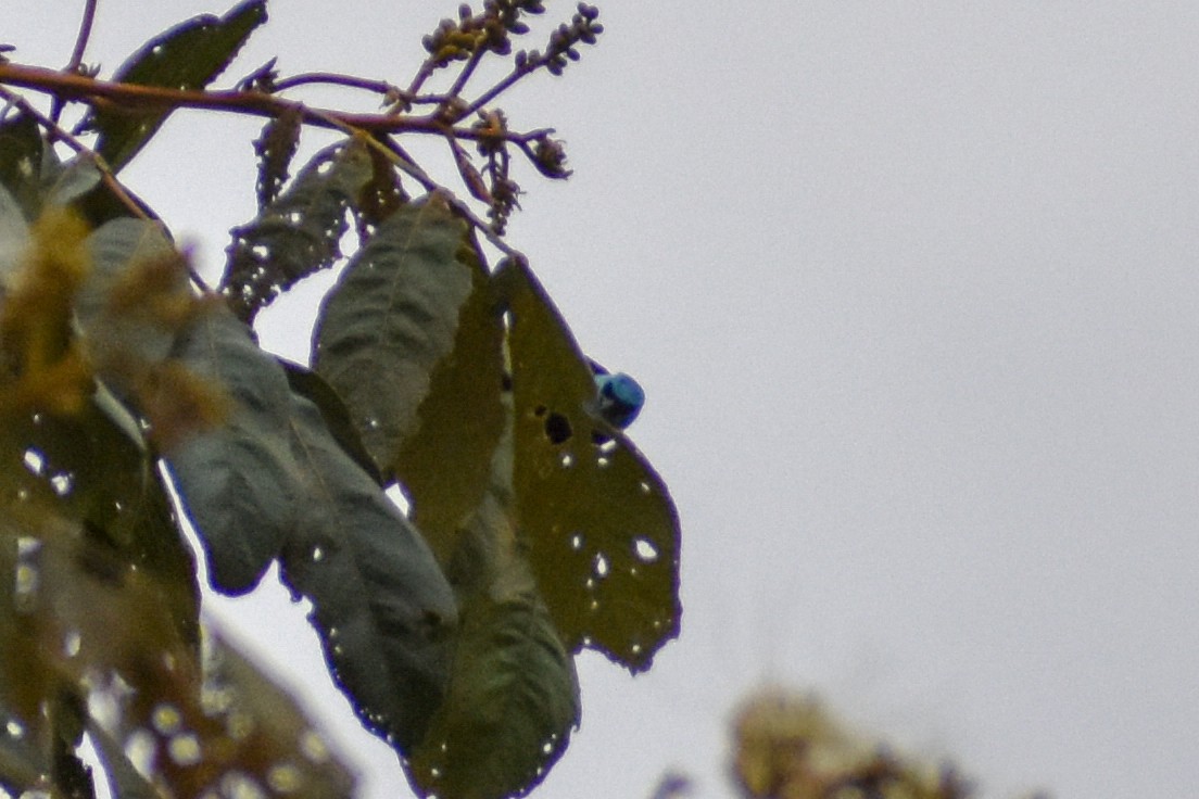 Танагра блакитношия - ML646969793