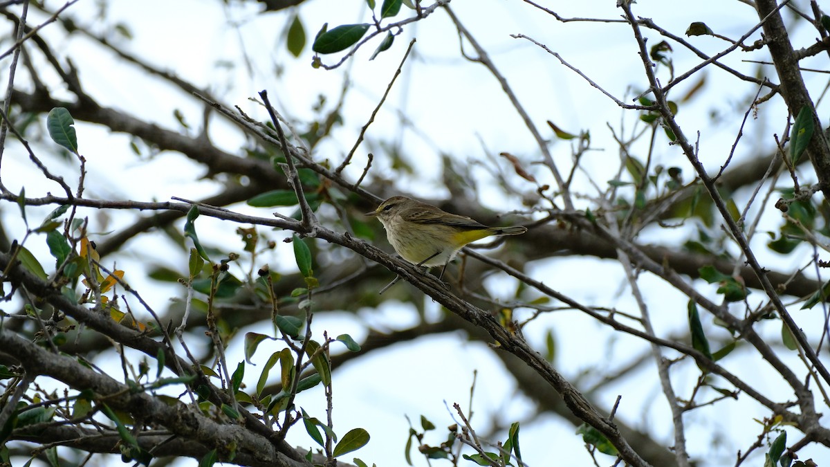 Palm Warbler - ML646969796