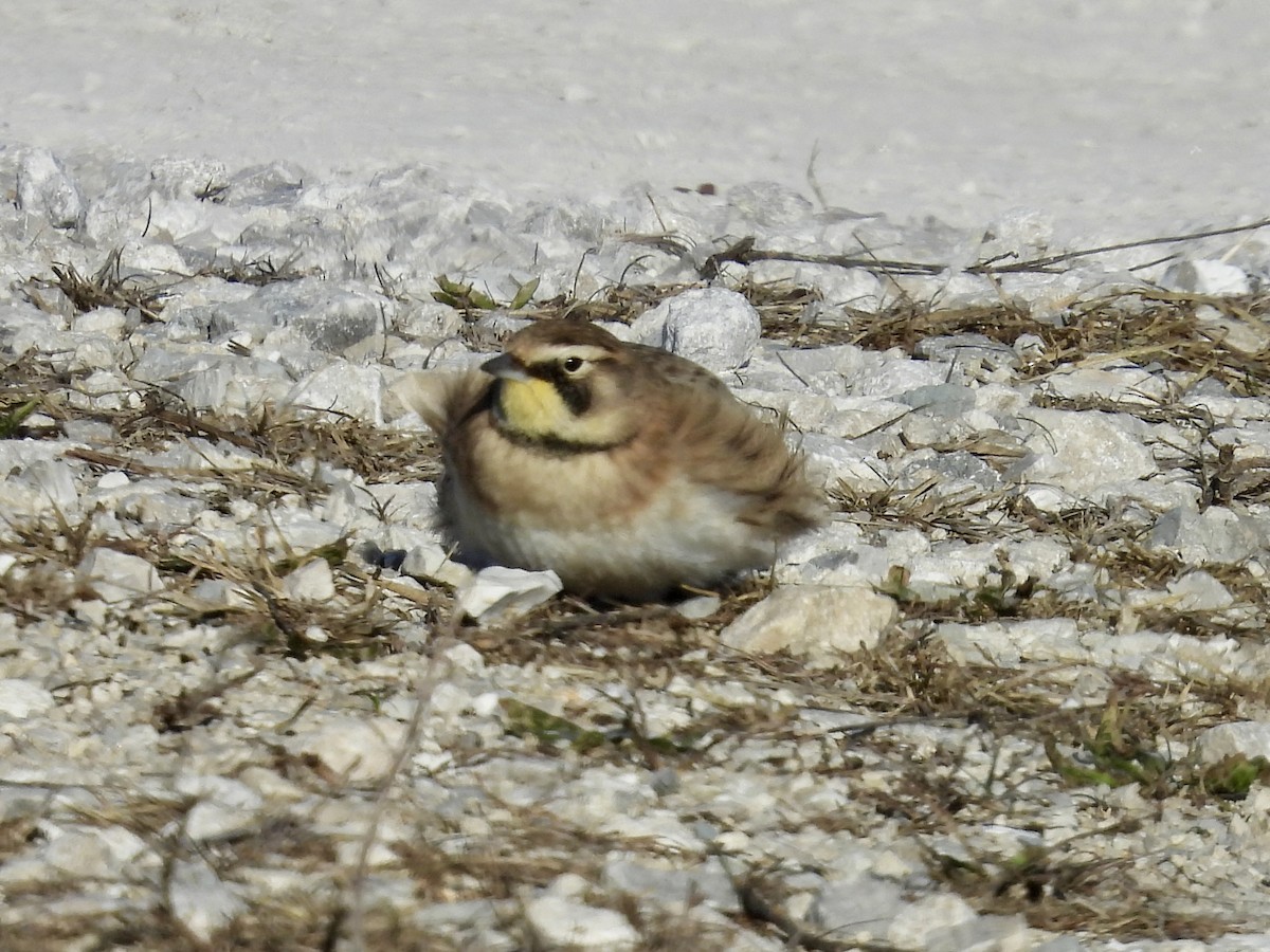 Эвэрт болжмор - ML646969798