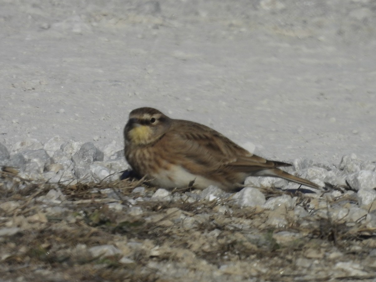 Эвэрт болжмор - ML646969799