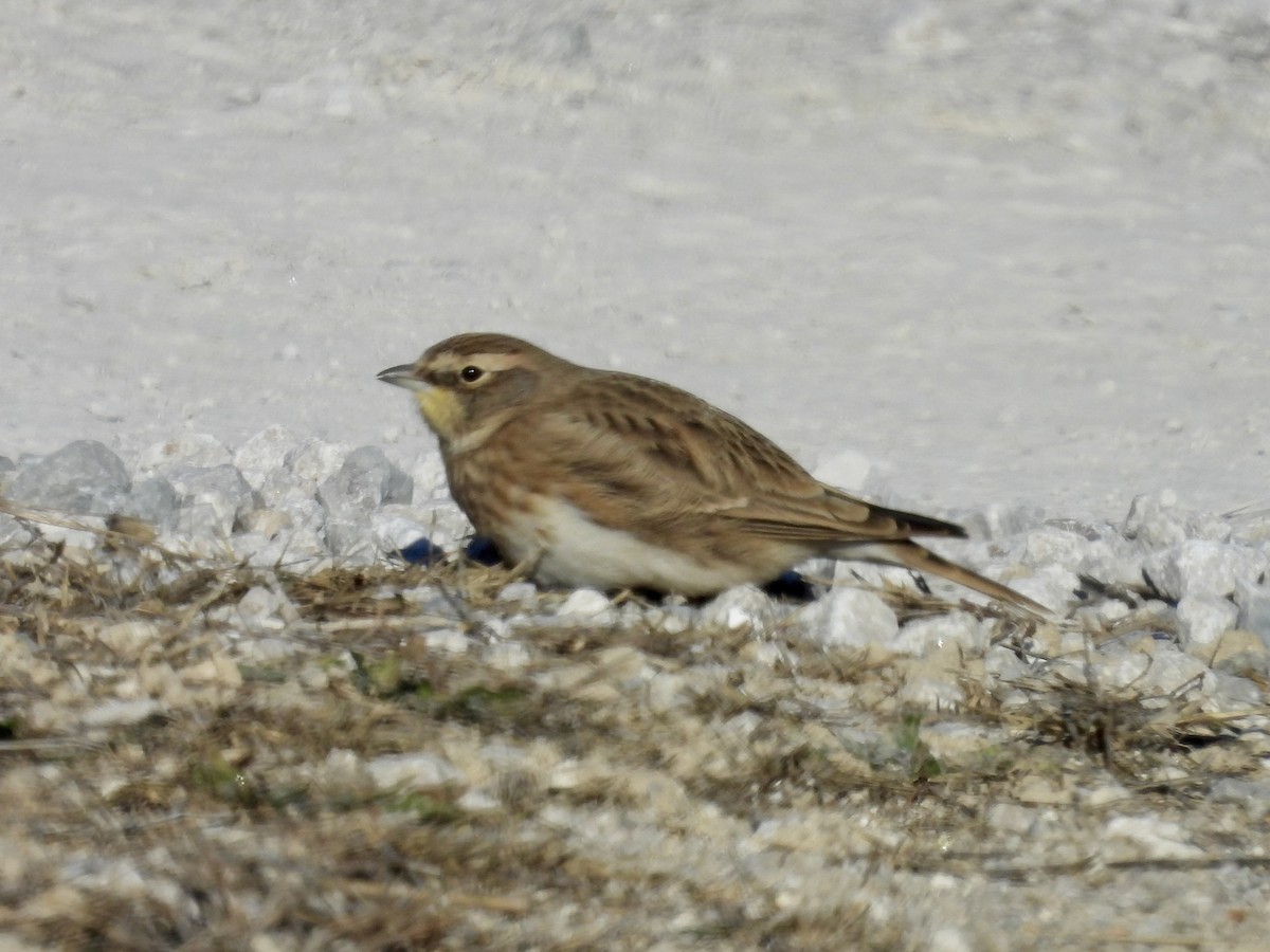 Эвэрт болжмор - ML646969800