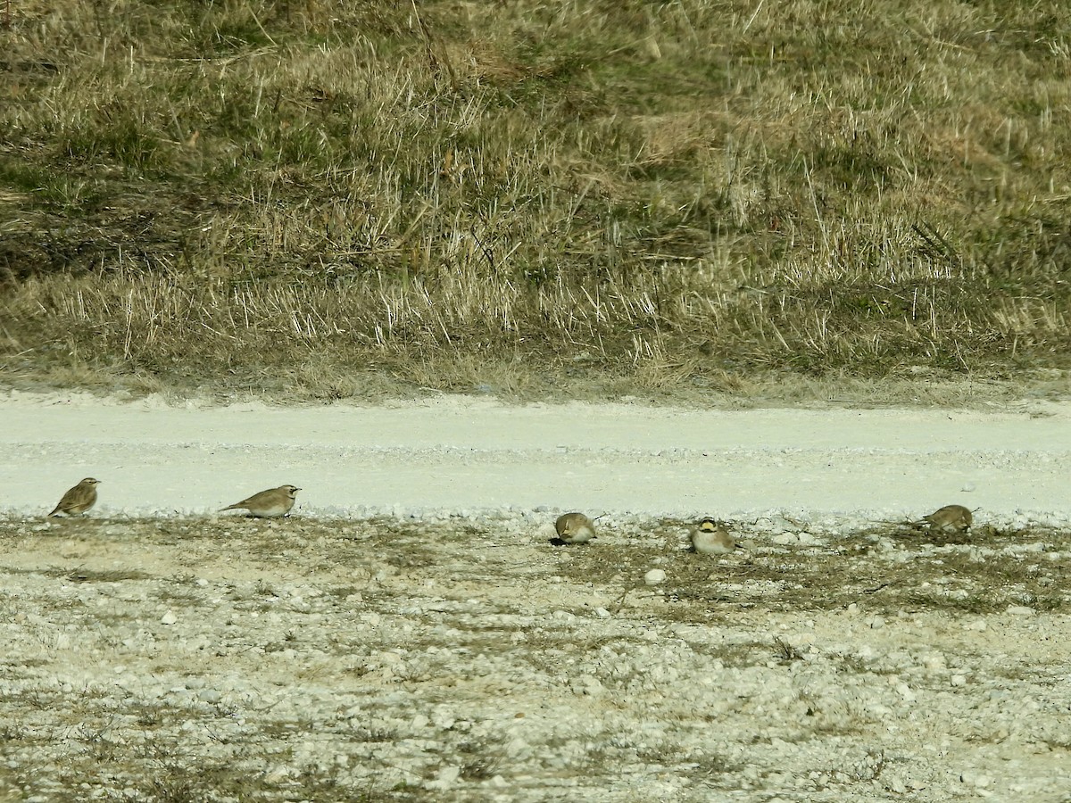 Эвэрт болжмор - ML646969801