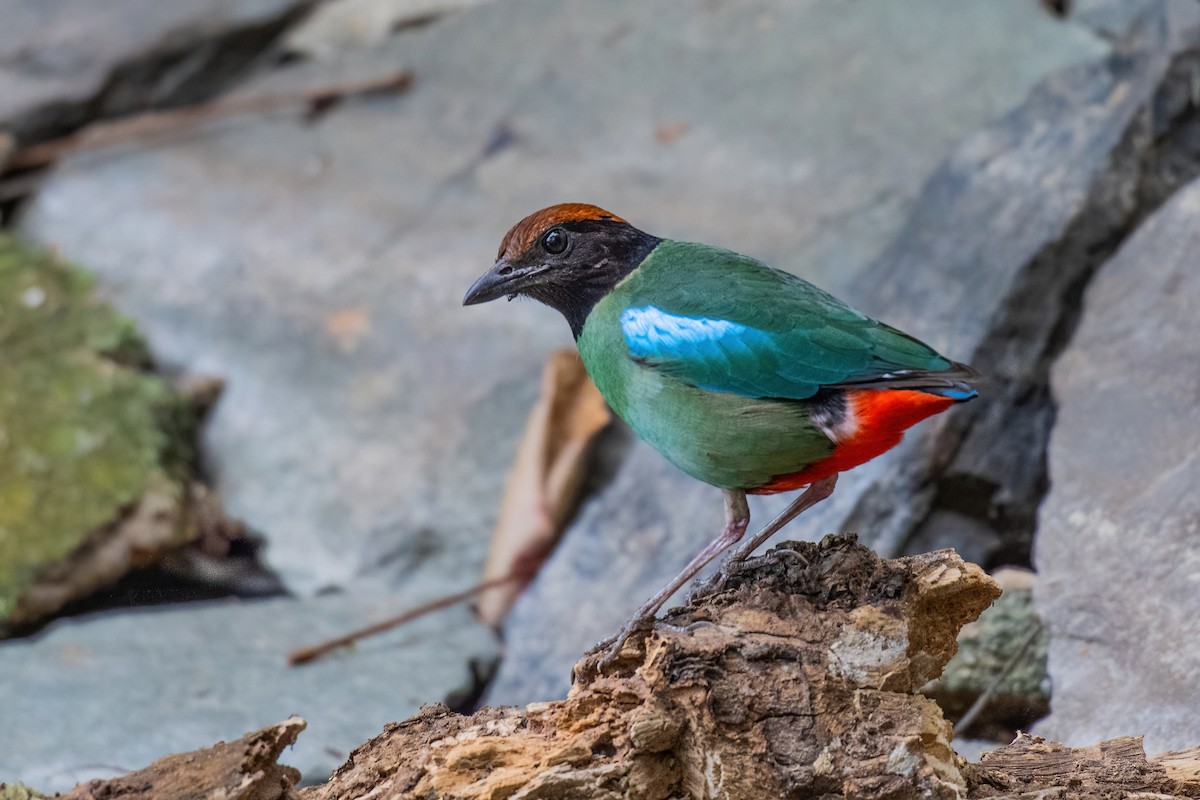 Western Hooded Pitta (Chestnut-crowned) - ML646969806
