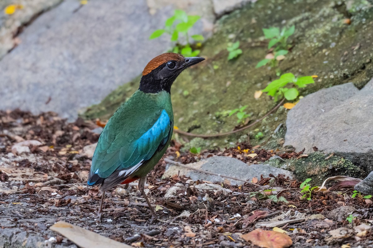 Western Hooded Pitta (Chestnut-crowned) - ML646969807