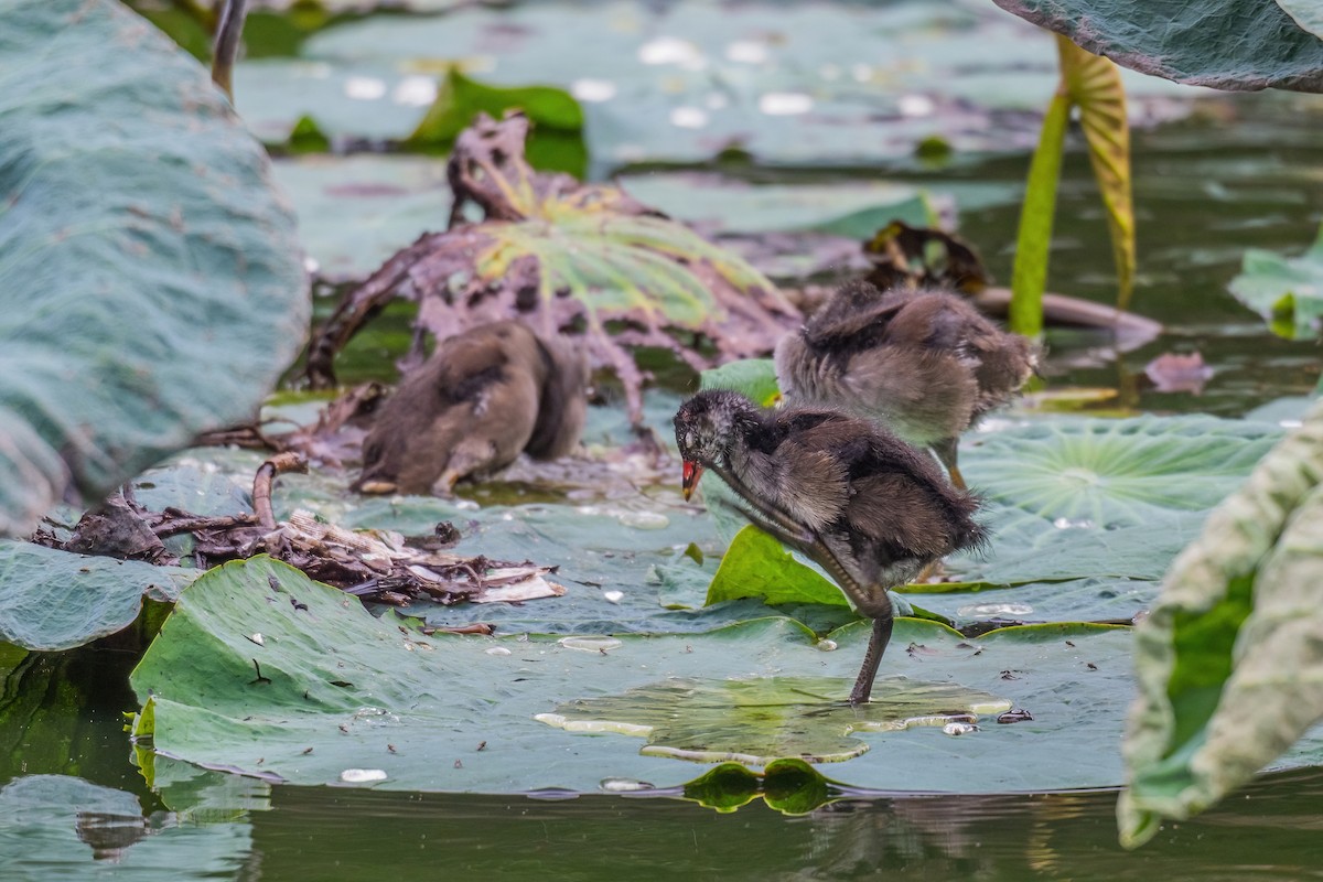 slípka zelenonohá - ML646969811