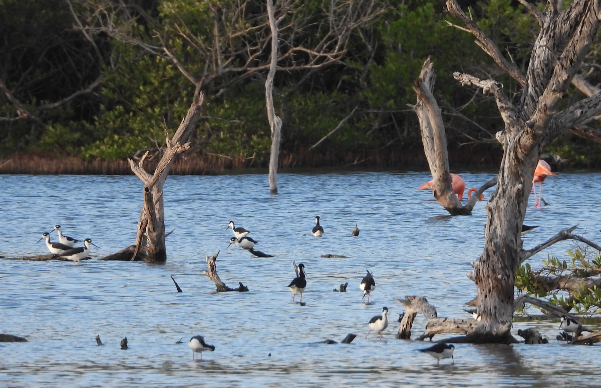 Black-necked Stilt - ML646969813