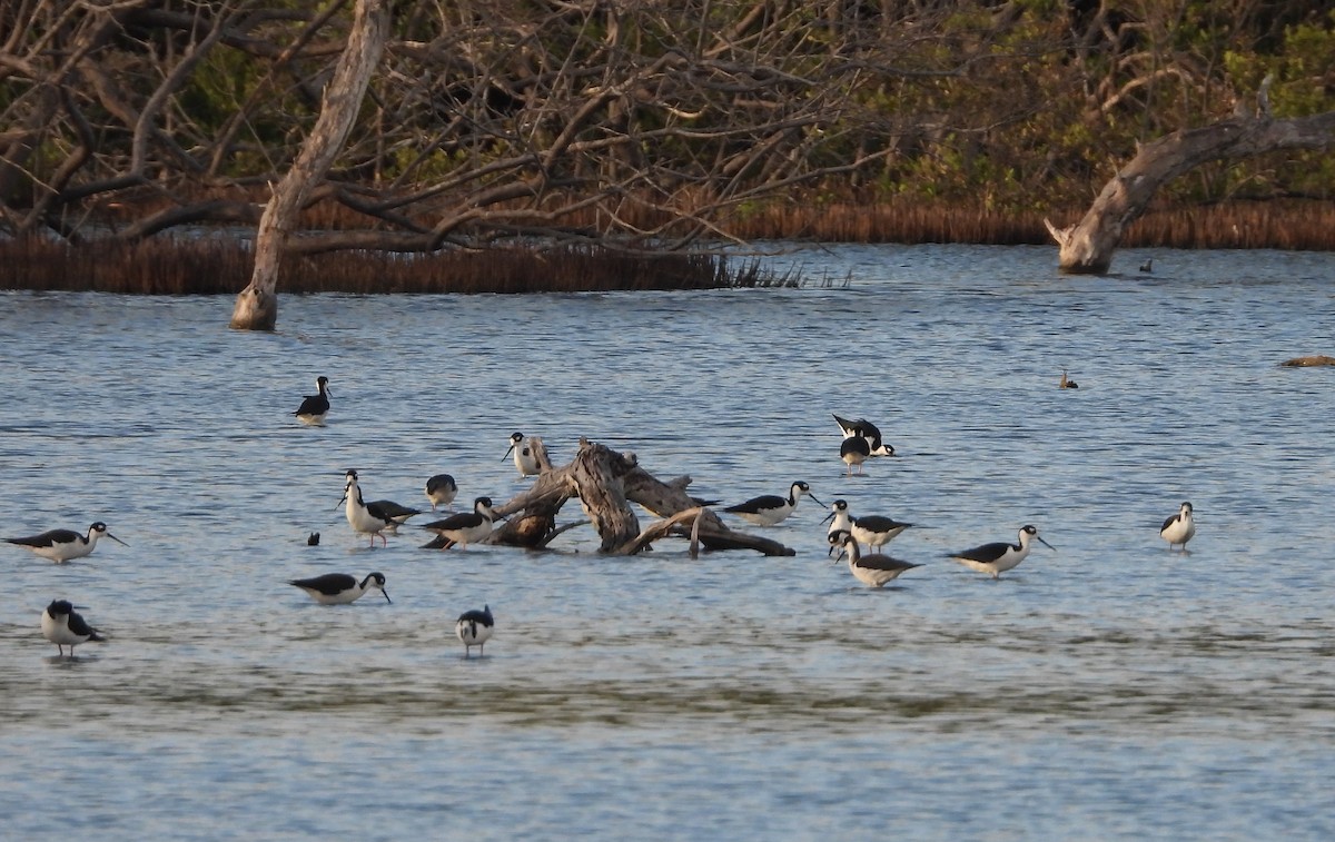 Black-necked Stilt - ML646969814