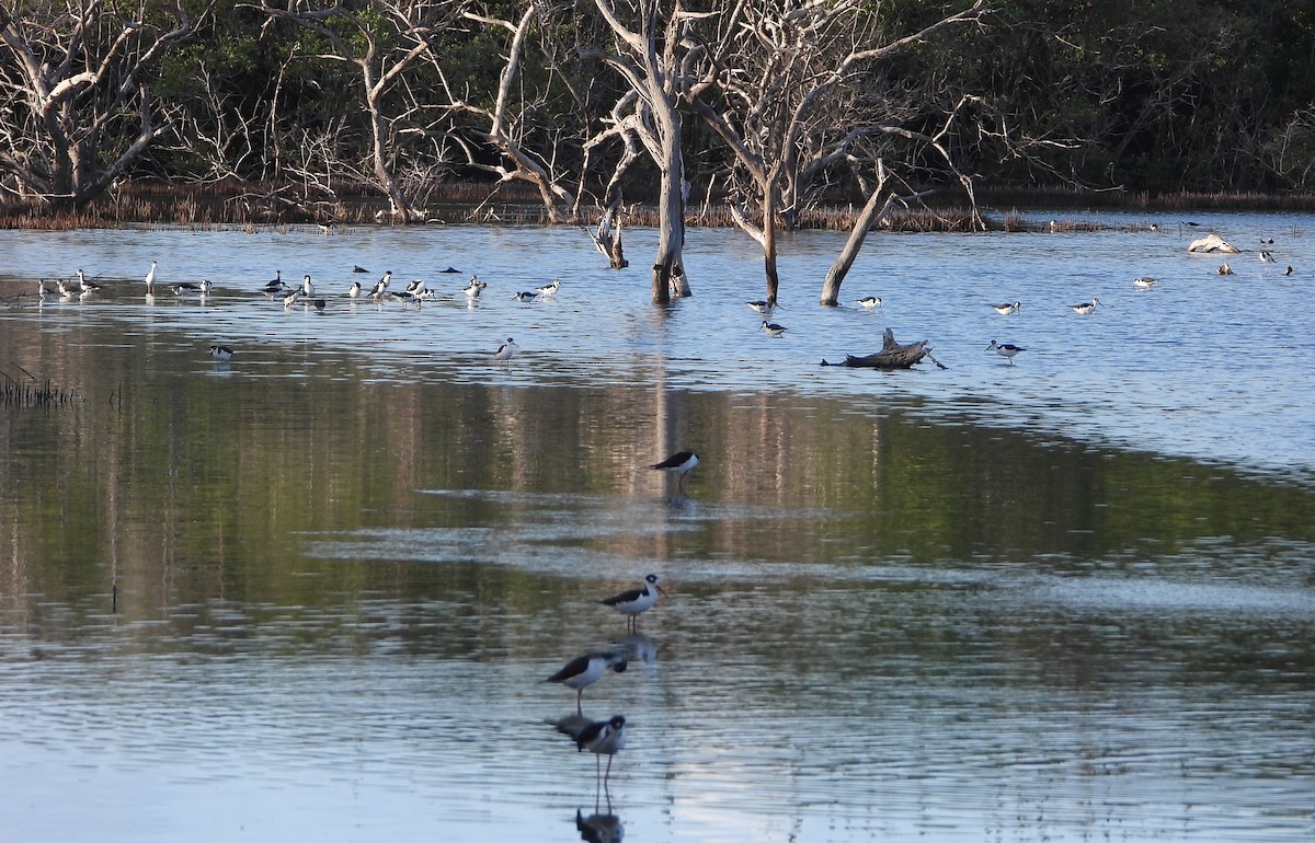 Black-necked Stilt - ML646969815