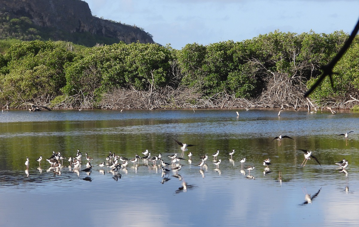 Black-necked Stilt - ML646969816