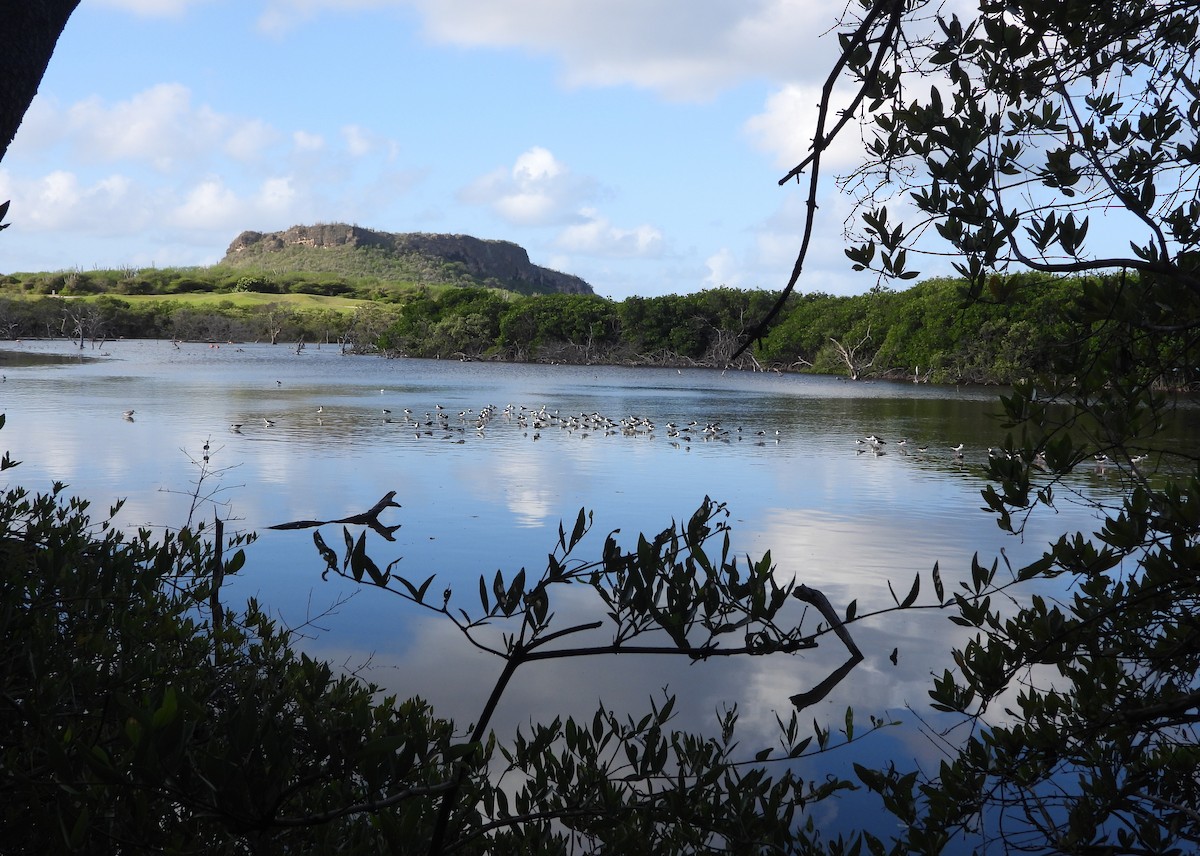 Black-necked Stilt - ML646969819