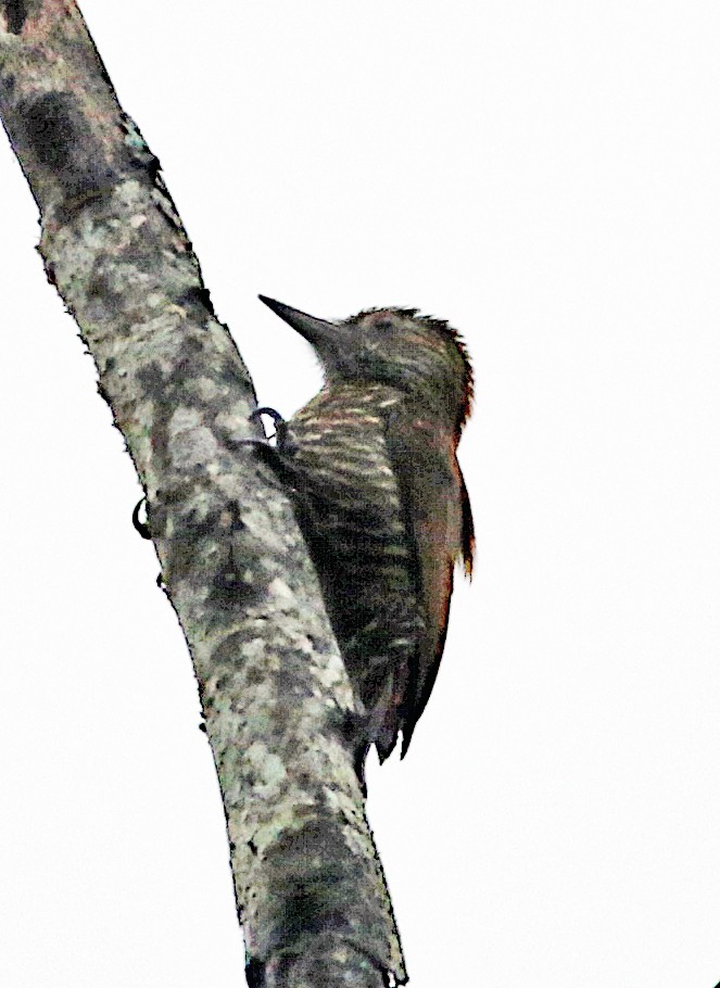 Red-rumped Woodpecker - ML646969821