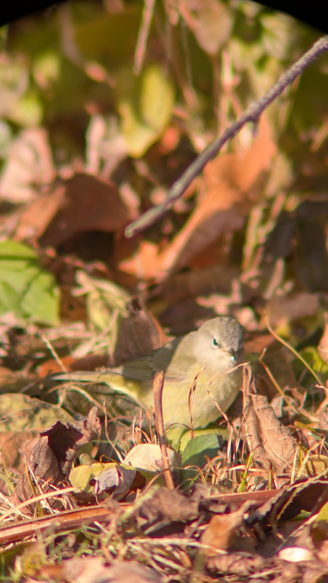 Orange-crowned Warbler - ML646969823