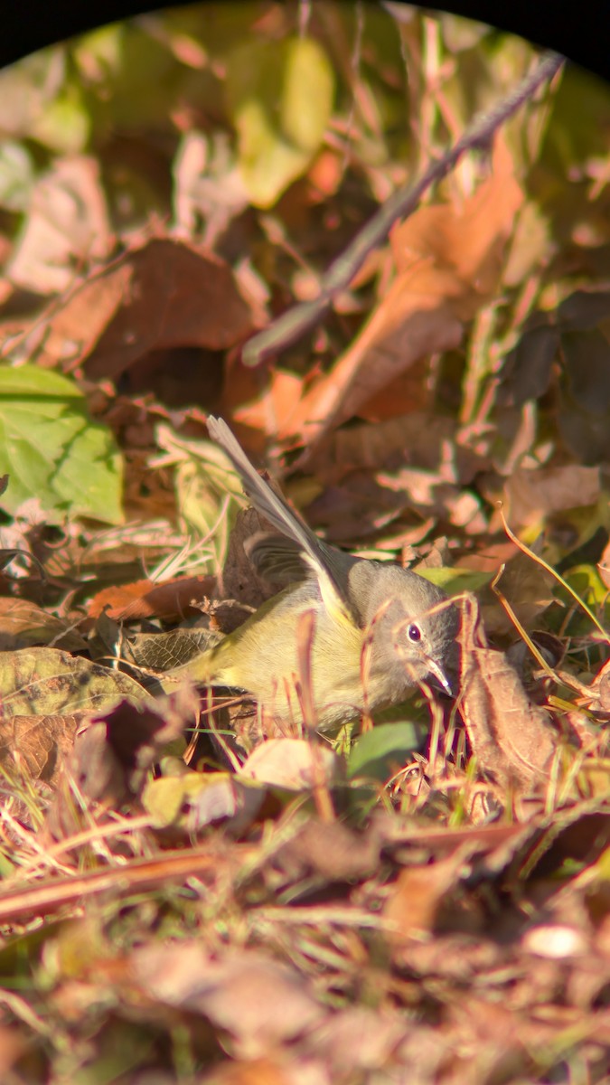 Orange-crowned Warbler - ML646969824