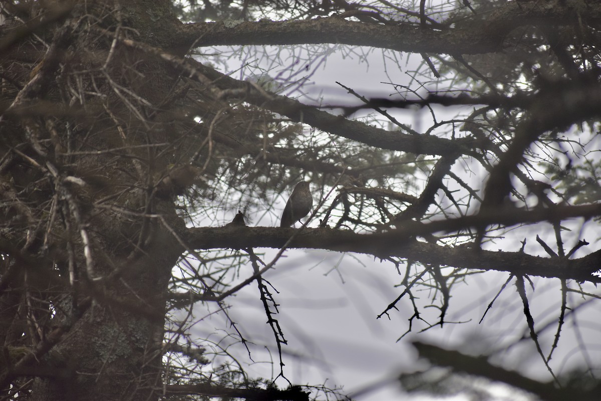 Zorzalito de Bicknell - ML646969831