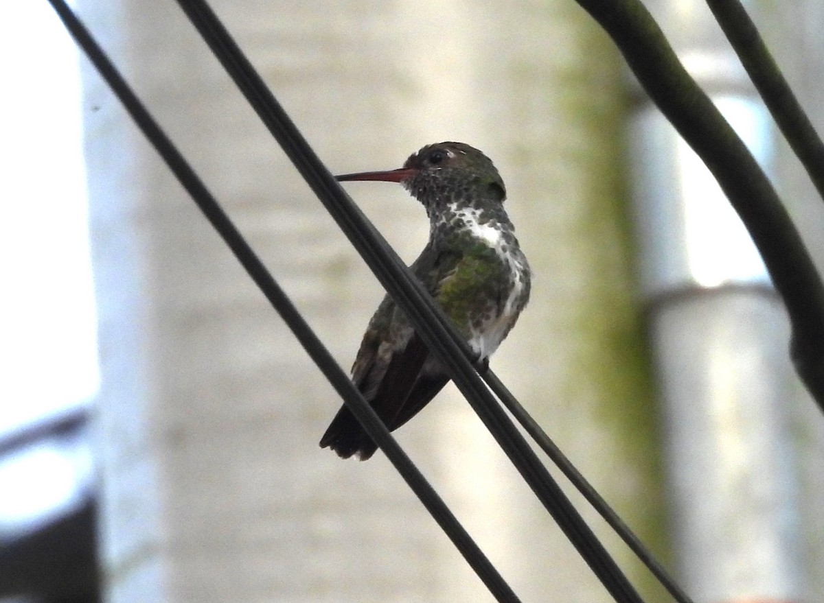 Glittering-throated Emerald - ML646969833