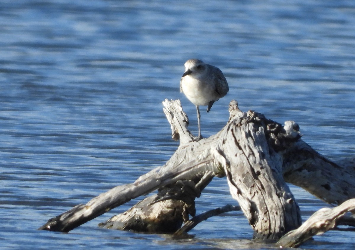 Gümüş Yağmurcun - ML646969835