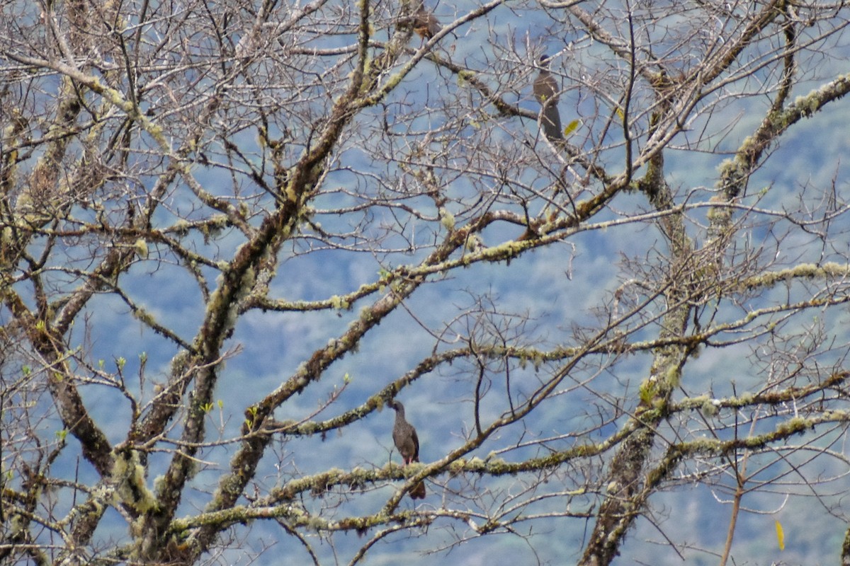 Чачалака цяткована - ML646969840