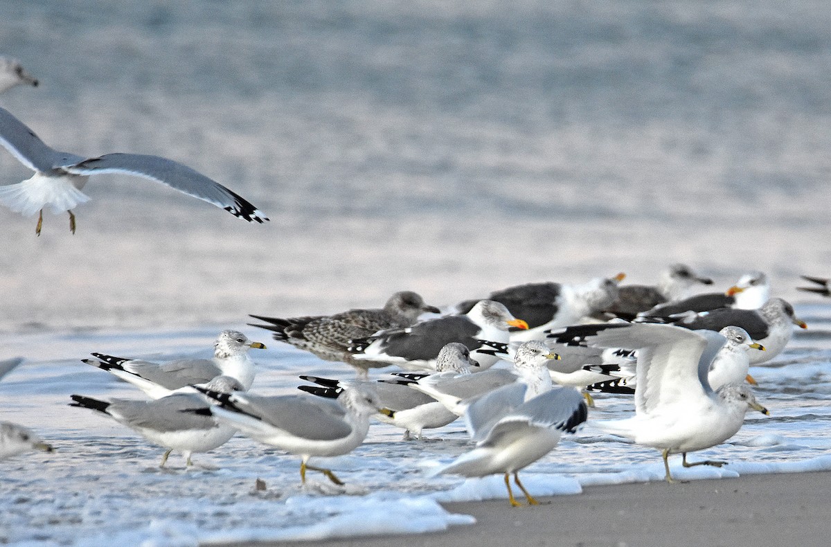 Ring-billed Gull - ML646969841