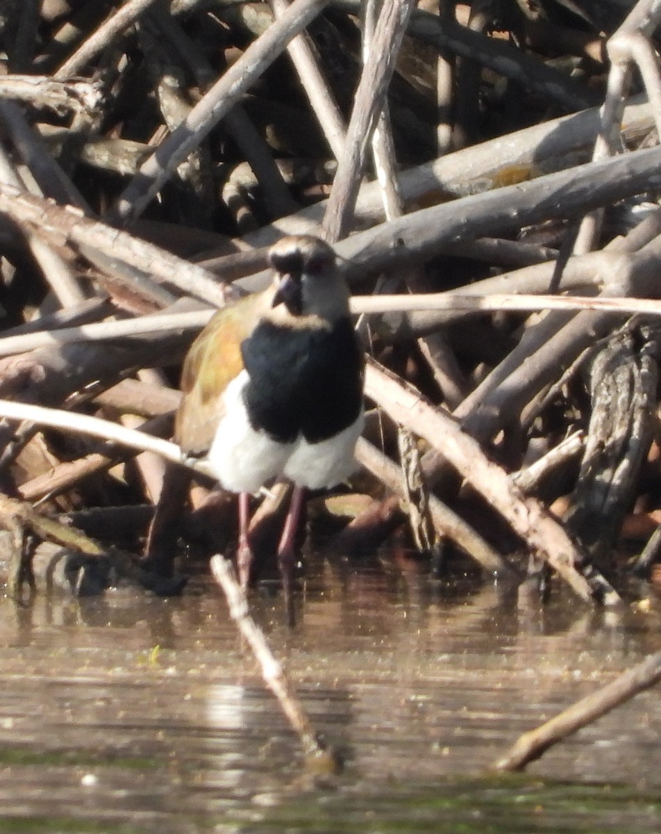 Southern Lapwing - ML646969842