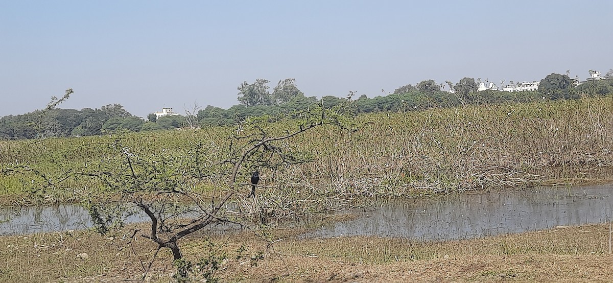 Kara Drongo - ML646969853